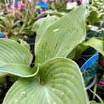 Funkia (Hosta plantaginea) ´BIG DADDY´ - výška 10-15 cm, kont. C2L